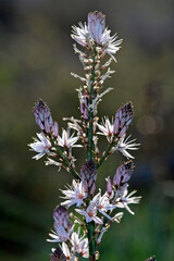 Ästiger Affodill // Branched Asphodel (Asphodelus ramosus) - Griechenland // Greece 