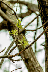 primavera