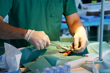 castration surgery on cat by vet 
