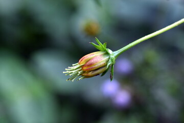 Knospe einer gelben Kosmee