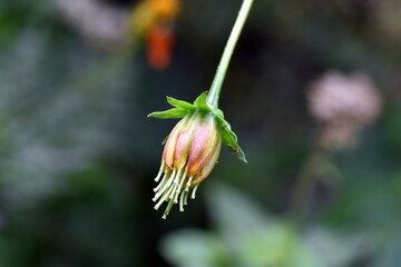 Knospe einer gelben Kosmee