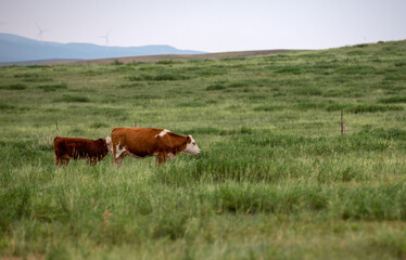 Fototapeta na wymiar Cows are grazing in the pasture