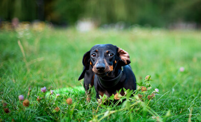 A black dwarf dachshund dog looks away. A dog stands with its ear folded against a background of blurred green grass. The photo is blurred