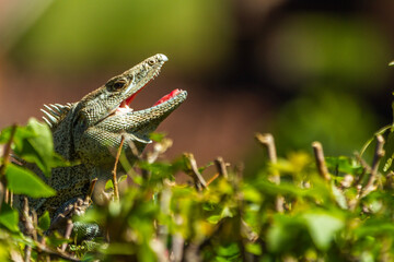 lizard on a tree