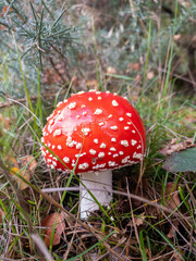 A single fly agaric mushroom, red with white spots. Magical fairytale toadstool.