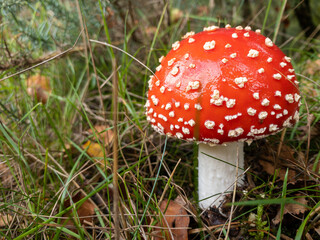 A single fly agaric mushroom, red with white spots. Magical fairytale toadstool.