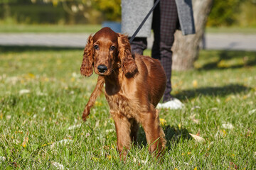 young brown Irish setter puppy on a green lawn