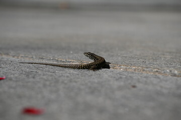 Lizard on Stone