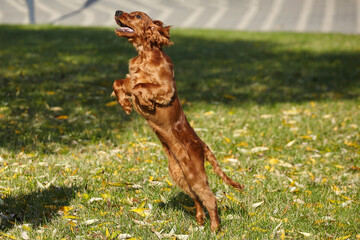 young brown Irish setter puppy on a green lawn