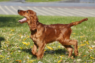 young brown Irish setter puppy on a green lawn
