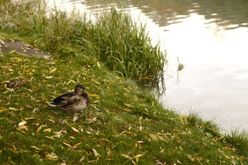 Lonely duck relaxing on green grass with autumn leaves near lake.
