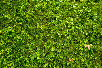 Obraz premium green meadow with clovers and autumn leaves, nature background