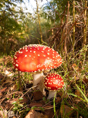 Magical fly agaric mushrooms in perfect morning sunlight