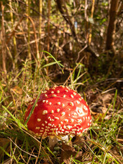 Magical fly agaric mushrooms in perfect morning sunlight