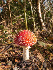 A fresh red and white spotted fly agaric mushroom in morning sunlight