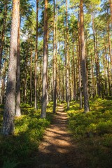 Forest path on a sunny day in Sweden near Stockholm. Summer photo in the woods