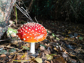 A fresh red and white spotted fly agaric mushroom in perfect morning sunlight