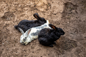 rabbits in the zoo behind the cage sleep, chew, eat grass and enjoy life