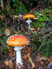 Some fly agaric mushrooms growing in woodland in the English countryside