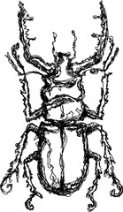 Hand drawn vector illustration of a beetle