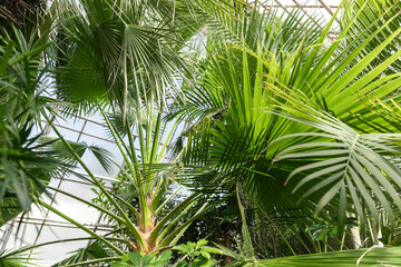 Tropical palm leaves in botanical garden indoor, floral pattern background. Sunshine in panoramic window. Fresh natural background