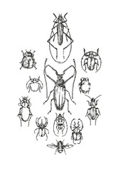 Fototapeta na wymiar A set of hand-drawn illustrations of beetles