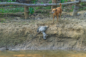 A dog is eating a rotten goat on the bank of the river. Outdoor landscape photo of the street wild dog eating a dead body of a goat.