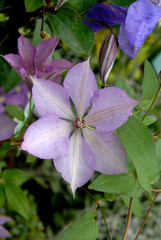 Cl&eacute;matite, Clematis hybride ' Margaret Hunt '