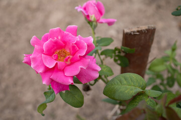 Fototapeta na wymiar Beautiful pink flower growing in the garden