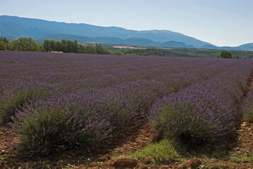 Lavendin, Lavendula x intermedia, Culture, Plateau de Valensole, Alpes de Haute Provence, 04
