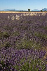 Fototapeta premium Lavendin, Lavendula x intermedia, Culture, Plateau de Valensole, Alpes de Haute Provence, 04