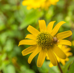 Aphid 'Nasonovia ribis-nigri' sucking  up sap on a yellow daisy flower petal