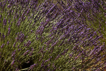 Lavendin, Lavendula x intermedia, Culture, Plateau de Valensole, Alpes de Haute Provence, 04