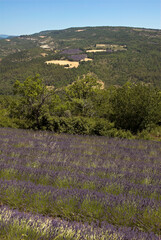 Lavendin, Lavendula x intermedia, Culture, Plateau de Valensole, Alpes de Haute Provence, 04