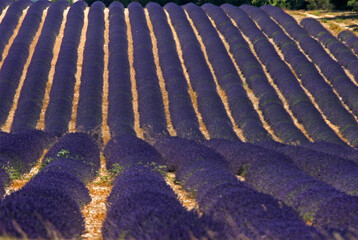 Fototapeta premium Lavendin, Lavendula x intermedia, Culture, Plateau de Valensole, Alpes de Haute Provence, 04
