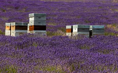 Ruche, Apiculture, Lavendin, Lavendula x intermedia, Culture, Plateau de Valensole, Alpes de Haute Provence, 04