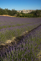 Fototapeta na wymiar Lavendin, Lavendula x intermedia, Culture, Plateau de Valensole, Alpes de Haute Provence, 04