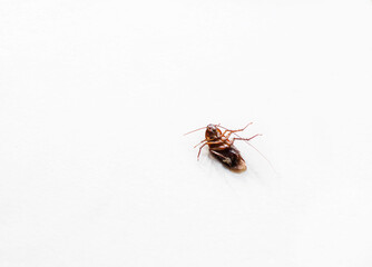 Fototapeta premium isolated Dead cockroach lying on the back. Pest control, roaches