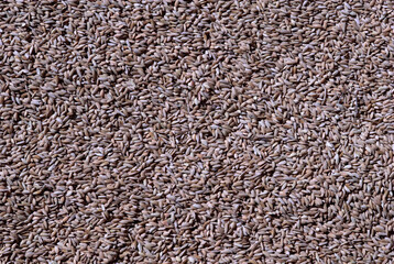 Riz, risiére, Orysa sativa