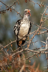 Calao leucomèle,.Tockus leucomelas, Southern Yellow billed Hornbill