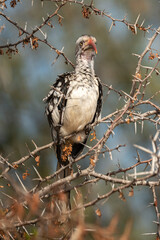 Calao leucomèle,.Tockus leucomelas, Southern Yellow billed Hornbill