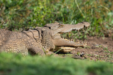 Crocodile du Nil , Crocodylus niloticus, Afrique du Sud