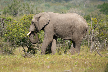 &Eacute;l&eacute;phant d'Afrique, Loxodonta africana, Parc national Kruger, Afrique du Sud