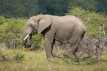 Obraz na płótnie Canvas Éléphant d'Afrique, Loxodonta africana, Parc national Kruger, Afrique du Sud