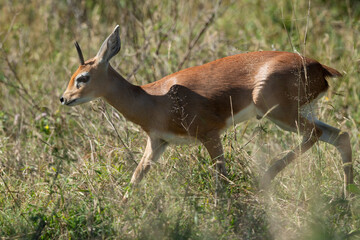 Steinbock, Raphicerus campestris, Parc national Kruger, Afrique du Sud