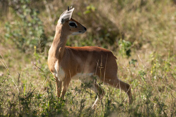 Steinbock, Raphicerus campestris, Parc national Kruger, Afrique du Sud