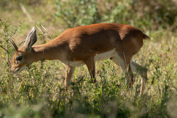 Steinbock, Raphicerus campestris, Parc national Kruger, Afrique du Sud