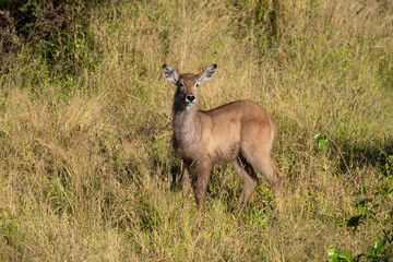 Steinbock, Raphicerus campestris, Parc national Kruger, Afrique du Sud