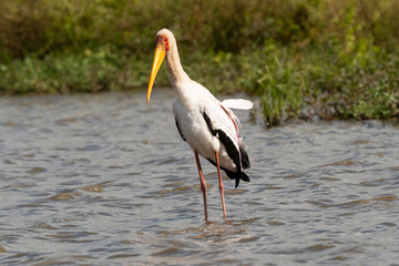 Tantale ibis, Mycteria ibis, Yellow billed Stork
