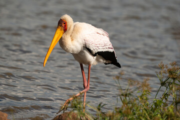 Tantale ibis, Mycteria ibis, Yellow billed Stork